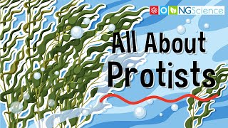 All About Protists [upl. by Gildus]