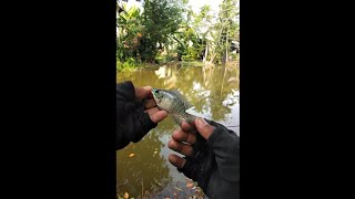 JADI IKAN BAKAR  Mancing Ikan Hasilnya Dimasak Jadi Ikan Bakarngubekiwak [upl. by Louisa]