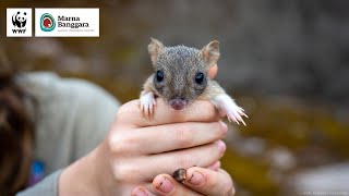 The Next Generation of Bettongs  WWFAustralia [upl. by Ilehs793]