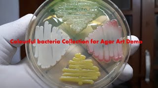 Colorful Bacteria Collection for Agar Art  Staphylococcus Micrococcus Pseudomonas and Serratia [upl. by Anahs]