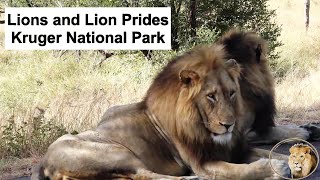 Experience the Majesty of Lions around Satara Rest Camp Kruger National Park [upl. by Votaw]