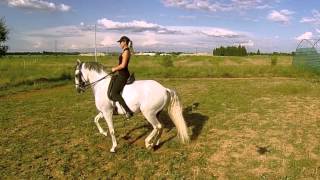 Dressage Artistique  Test de drone  Jenny et Abanico [upl. by Iaht977]