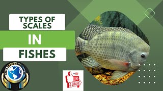 TYPES OF SCALES IN FISHES  scale [upl. by Namlas]