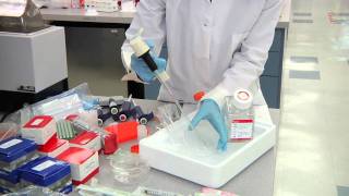 ChIP Optimization Tissue Processing Tips for ChIP [upl. by Clein]