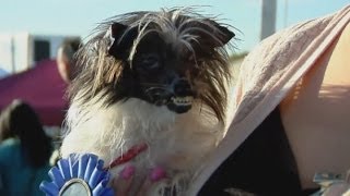 Meet Peanut the worlds ugliest dog [upl. by Dimond]