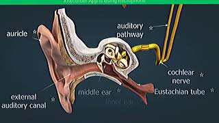 mechanism of hearing👂👂mechanism of hearing physiology animation video of ear [upl. by Astiram313]