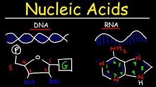 Nucleic Acids  RNA and DNA Structure  Biochemistry [upl. by Llemert837]