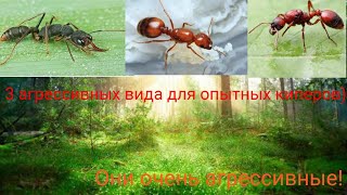 3 очень агрессивных вида для опытных киперов [upl. by Paula]