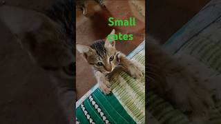 Biskit khane ke liye Small Kats [upl. by Balliett]