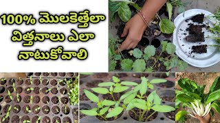 How to grow seedling plants 🌱🌱 🌱  growing seedlings  how to care seedlings  maintaining seedling [upl. by Anasor581]