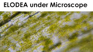 Elodea Cell Cytoplasmic streaming under Miscroscope [upl. by Berlin]