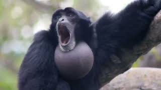 yelling monkey REAL SCREAMING GIBBON MONKEY DIDNT EDIT [upl. by Amity]