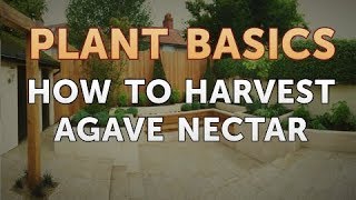 How to Harvest Agave Nectar [upl. by Jehius]