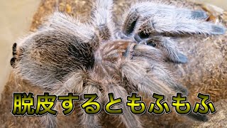 【チリアンコモン】タランチュラが脱皮したら、もふもふで美しかった…【ぴぴんap】Grammostola porteri [upl. by Hcirteid]