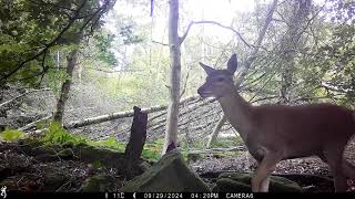 Red Deer Fawn getting winter coat Bee Wood Peak District [upl. by Gosser]