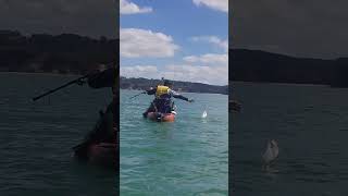 Kayak Fishing in New Zealand [upl. by Avika804]