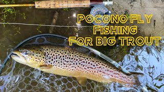 I Found the Best Trout River in the Poconos PA Fly Fishing for MASSIVE Trout and Lots of Trout [upl. by Morven800]