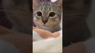 ¡Este Gato Te Dejará Sin Palabras 😻 Increíbles Trucos Felinos Que No Creerás [upl. by Aleen]