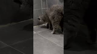 🐈‍⬛❤️🚽 Oreo takes a leak 🐭🐱❤️😂 cat cats furries love pets cute lovely funny fun toilet [upl. by Chris]