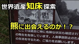 知床探索 熊に出会えるか？【世界遺産】 [upl. by Gensler653]