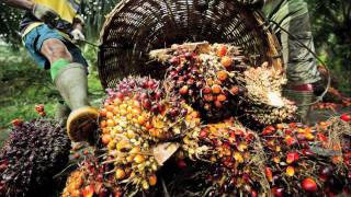 Sustainable Palm oil production [upl. by Eldin]