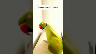 Cookie cookie Dance by Green Parrot Alxendrine parrot talks funny parrot dance [upl. by Airdnahc]