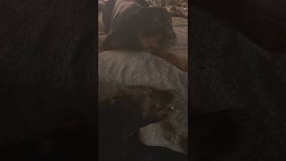 Rottweiler yells at his sister He’s a big pushover 😊☺️ rottweiler rotties funny funnyanimals [upl. by Kepner]