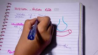 Ventilation Perfusion Ratio l VQ ratio l zones of lungs l Respiratory Physiology [upl. by Edette955]