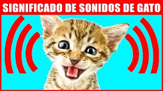 8 Sonidos Que Hacen Los Gatos Y Su Significado [upl. by Adnir]