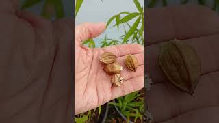 Collecting seed pods from my Star Hibiscus [upl. by Llenrad]