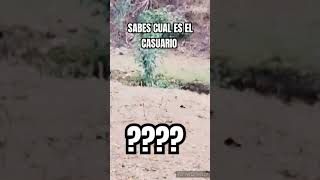 EL CASUARIO aves viralvideo naturaleza shortvideo [upl. by Annaitsirk]