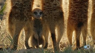 Baby Meerkats Explore the World [upl. by Karolina468]