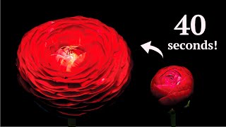 RANUNCULUS life cycle in 40 seconds  Time Lapse [upl. by Ennayd]