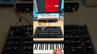 One Synth One Track Novation Peak Jam 🎶 novation synth shorts [upl. by Haliek997]