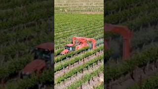 Farm tractor spraying pesticides amp insecticides herbicides over green vineyard field Napa Valley [upl. by Tavis]