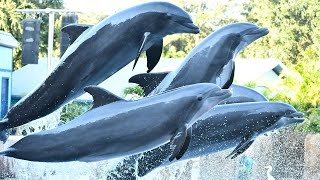 Dolphin Adventures Full Show  SeaWorld Orlando  January 4 2022 [upl. by Idnahs14]