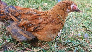 HOW TO TREAT INFECTIOUS CORYZA IN POULTRY [upl. by Ennairek]