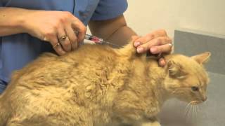 Local Experts Granite City Pet Hospital How to Inject a Cat [upl. by Irwinn151]