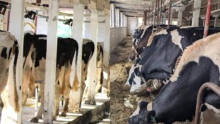 Dairy Barn Equipment Tour How To Milk A Cow [upl. by Leyameg541]