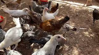 تربية الدجاج كتاكيت الدجاج خليط السلالات بصحة جيدة ماشاءالله reels chicken دجاج farming [upl. by Gensler565]