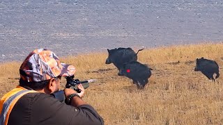 EPIC WILD BOAR HUNT IN TURKEY  NET ÇEKİM EFSANE DOMUZ AVI  CAZANDO JABALÍES [upl. by Amiel]