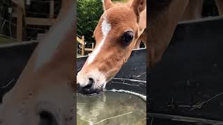 cute baby horse drinking water🐴🧡foalsbabyhorseequestraincuteanimals [upl. by Nautna550]