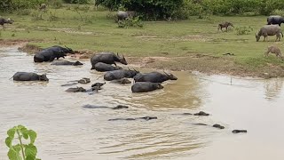 Water Buffaloes Bubalus [upl. by Lizette]