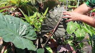 Colocasia INFORMATION [upl. by Meagher]