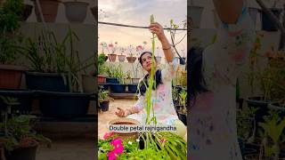 Repotting Double Petal Rajnigandha shorts rajnigandha garden flowers [upl. by Wettam]