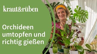 Orchideen umtopfen  Zeitpunkt bestimmen amp Wurzeln richtig zurückschneiden [upl. by Ursuline]