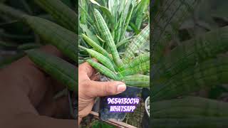 Cylindrica var patula sansevieria Boncel available for sale 200₹ eachcourier 9654130014 whatsapp [upl. by Sheehan]