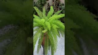 Evergreenplant Foxtail Asperagus fern shampysgarden shorts trending reels houseplant viral [upl. by Leroi208]