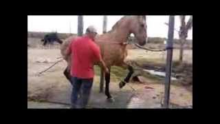 Los Caballos de Joan Sebastian Asi Aprenden A Bailar [upl. by Kidder]