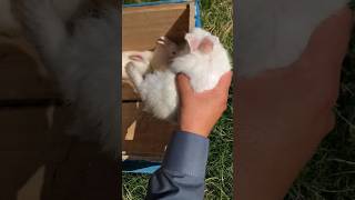 Cute Rabbit Bunny talhakadihat youtubeshorts shortvideo rabbit bunny cute pets viralvideo [upl. by Vladimar232]